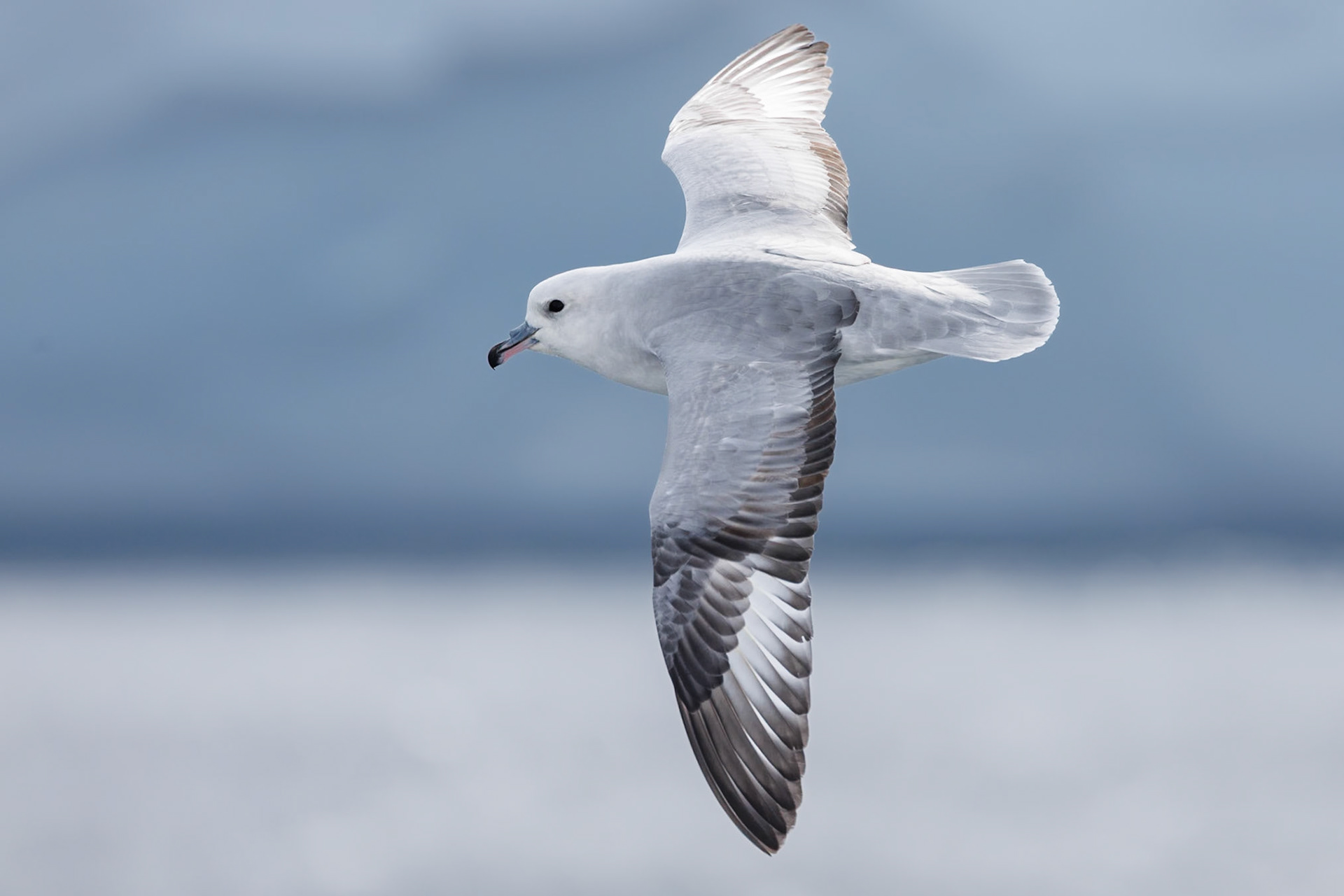 Southern Fulmar