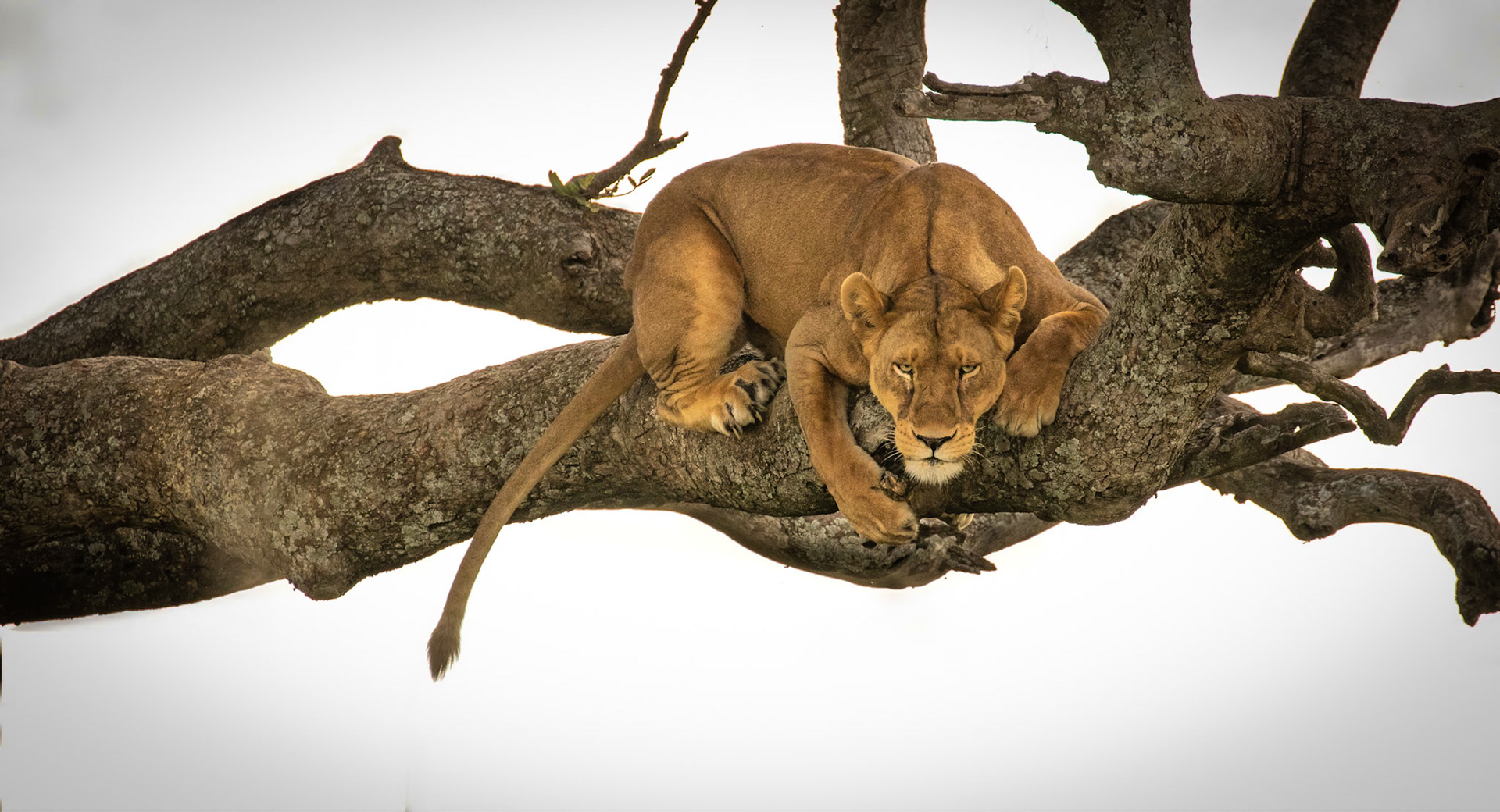 Tree Lion