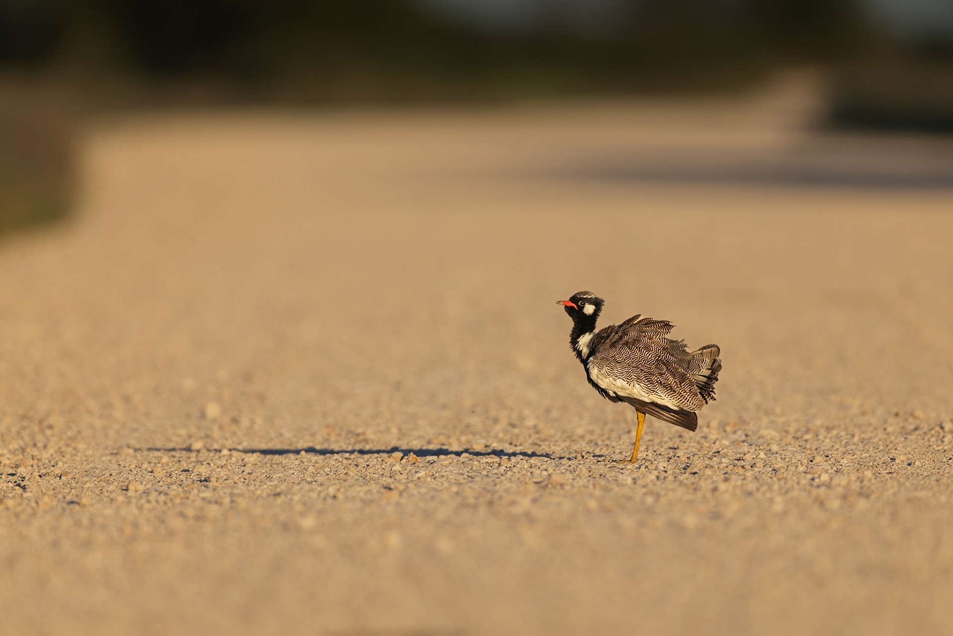 Northern Black Korhaan, Etosha