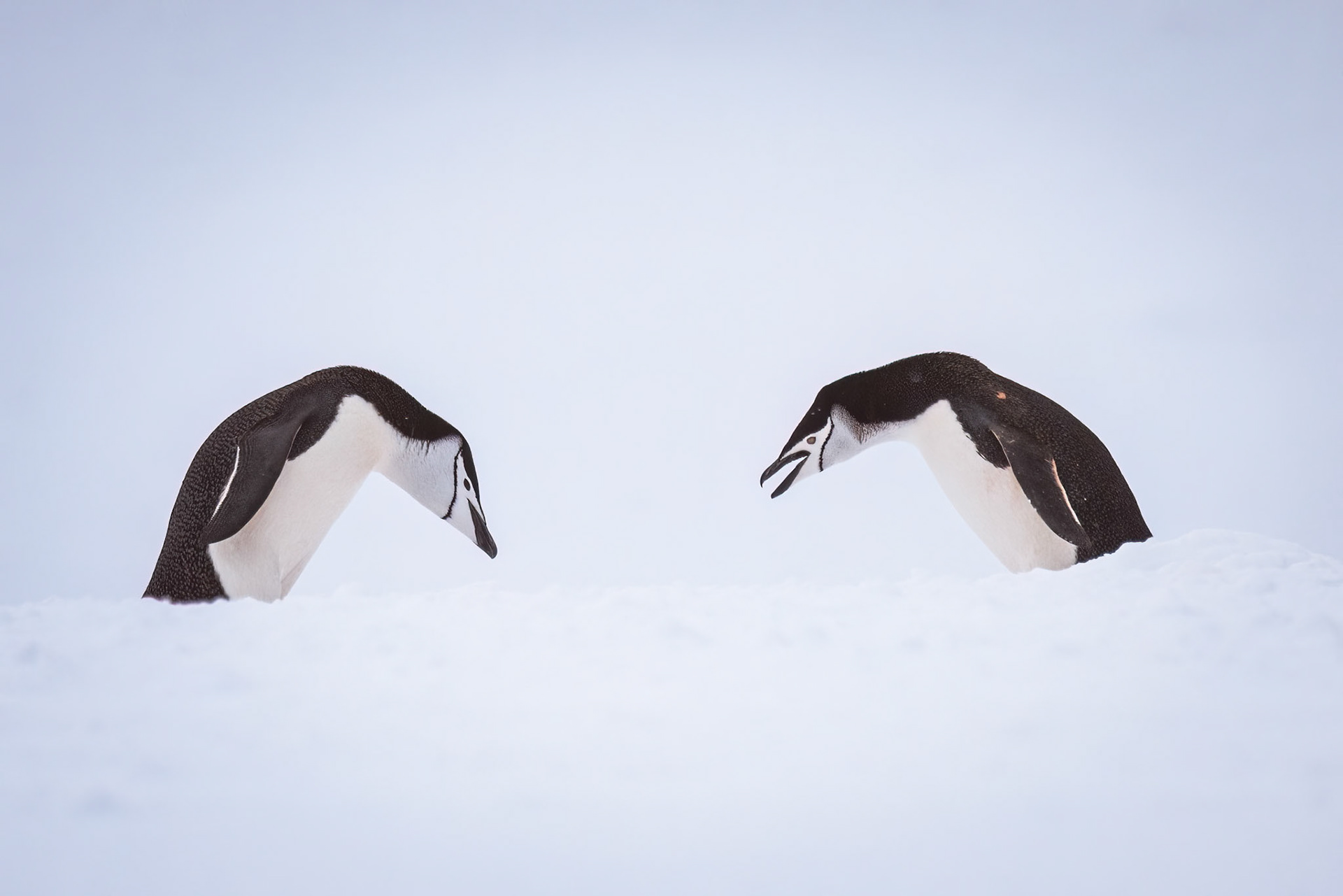 Chinstrap Penguins, Southern Oceans, Antarctica
