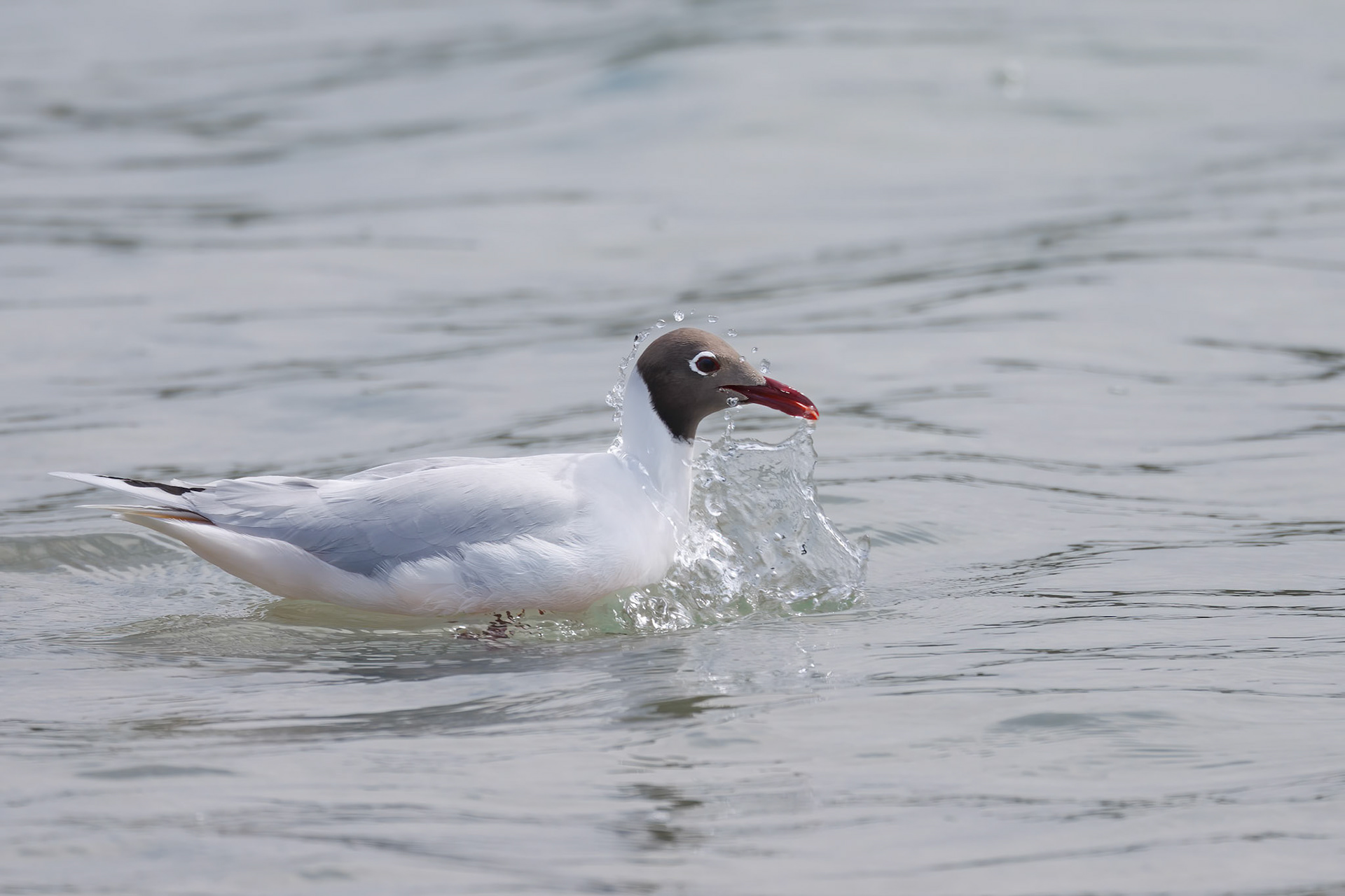 Brown-hooded Gull