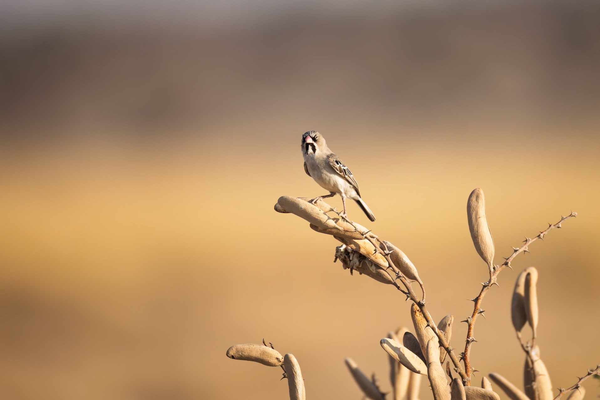 Scaly-feathered Weaver