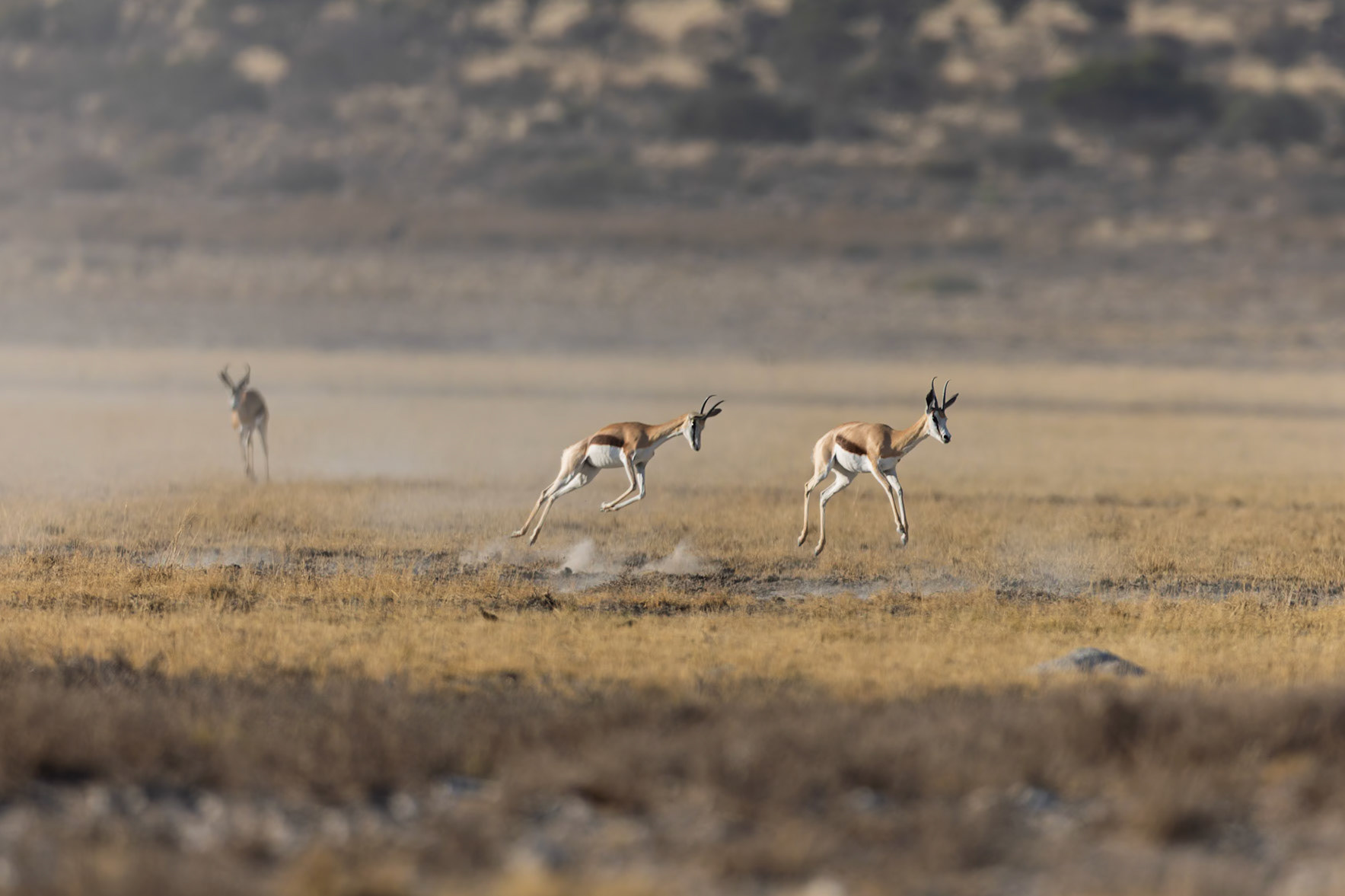 Springbok in the Kalahari Dessert, South Africa