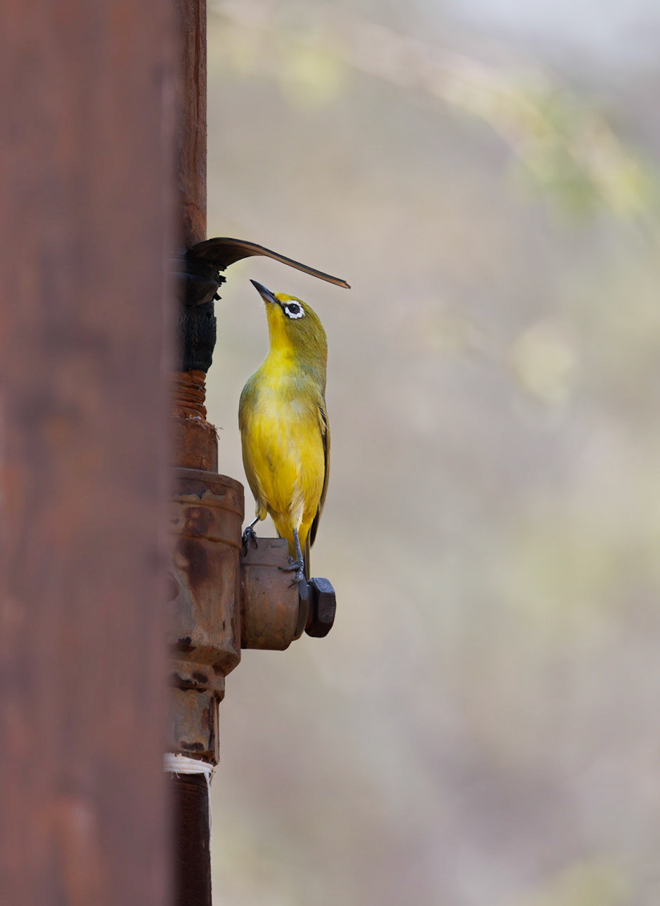 Cape White-eye, Limpopo, South Africa