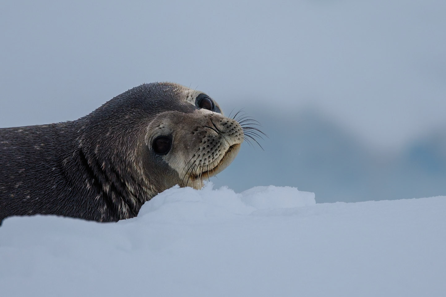 Weddel Seal