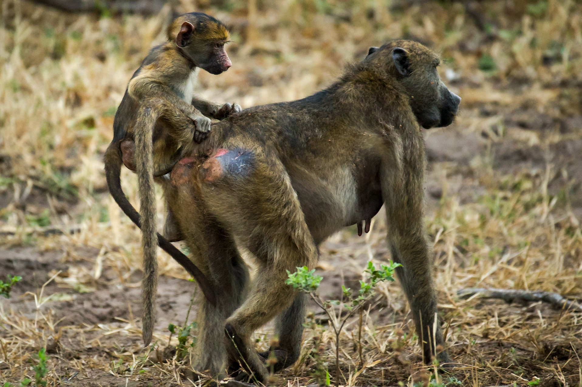 Young Chacma Baboon on Mother's Back, Botswana