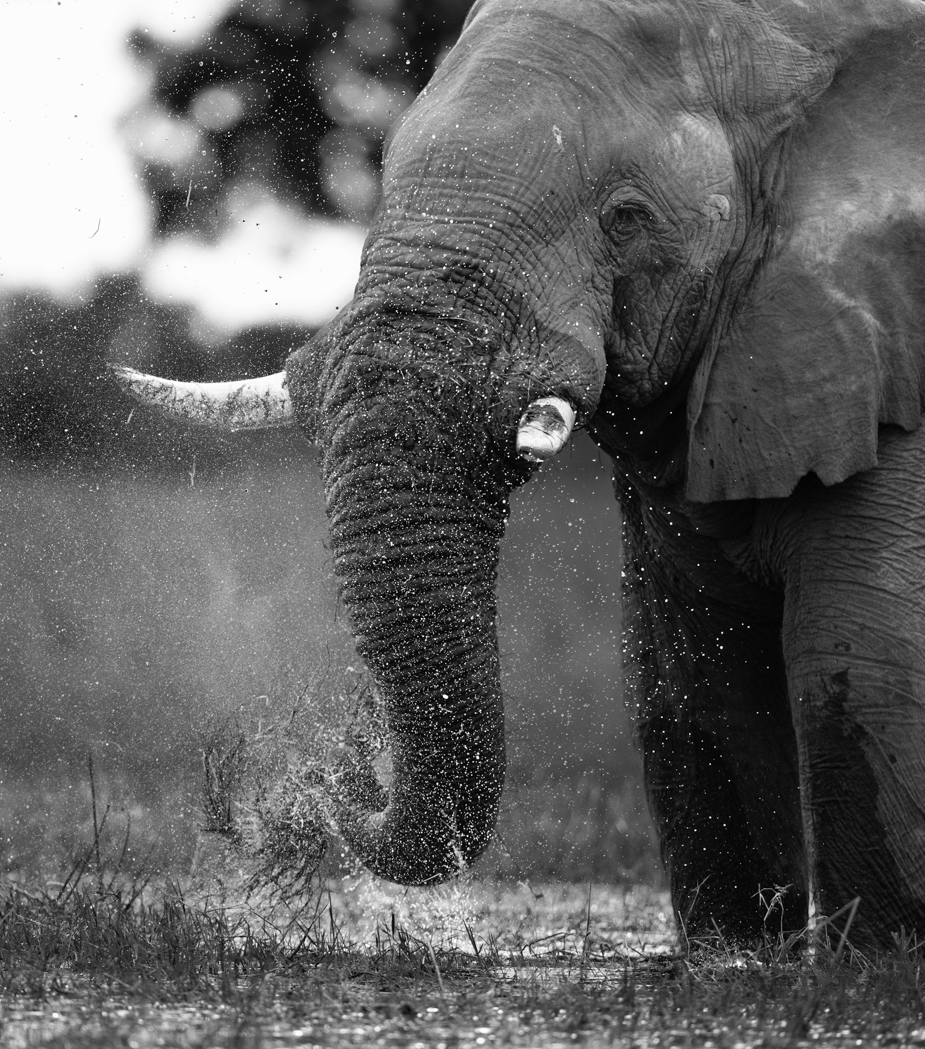 Feeding