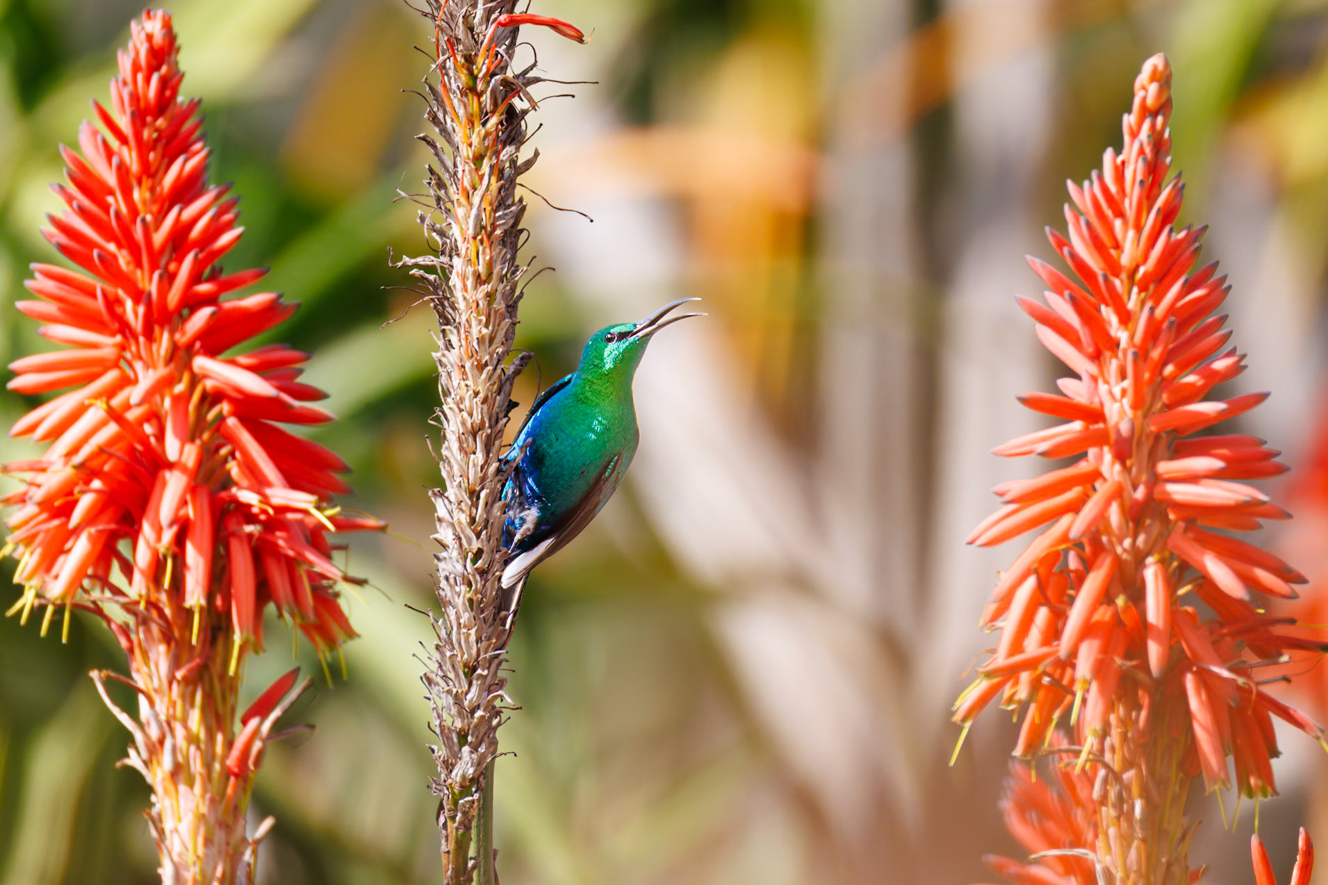 Malachite Sunbird
