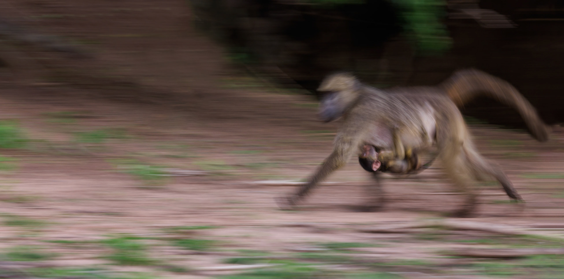 Chacma Baboon, Chobe Botswana