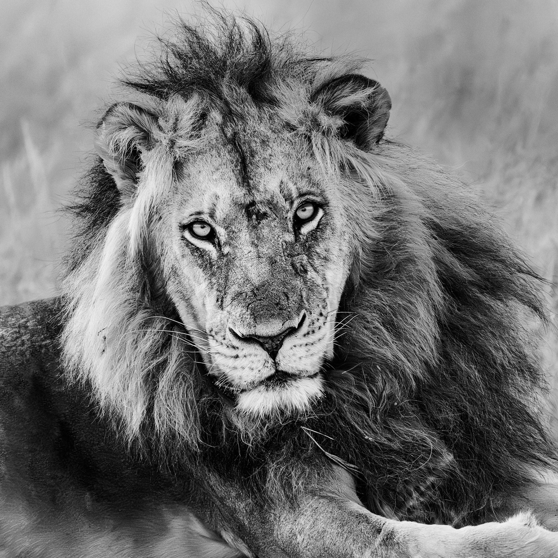 Hwange Male
