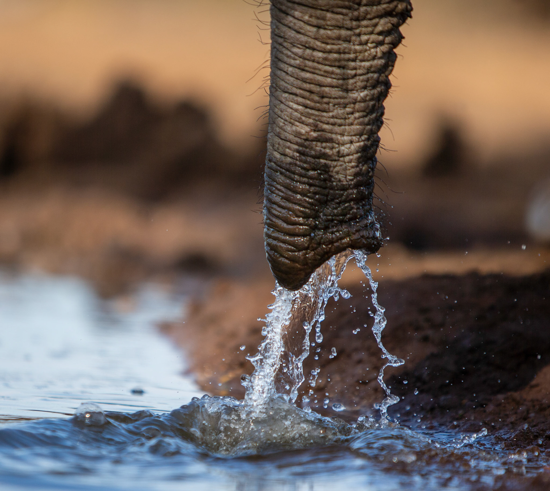 Elephant Trunk, Botswana