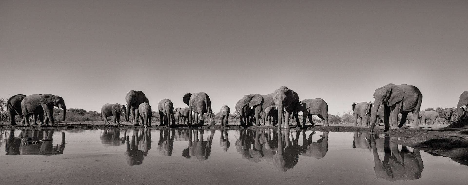 At the Waterhole
