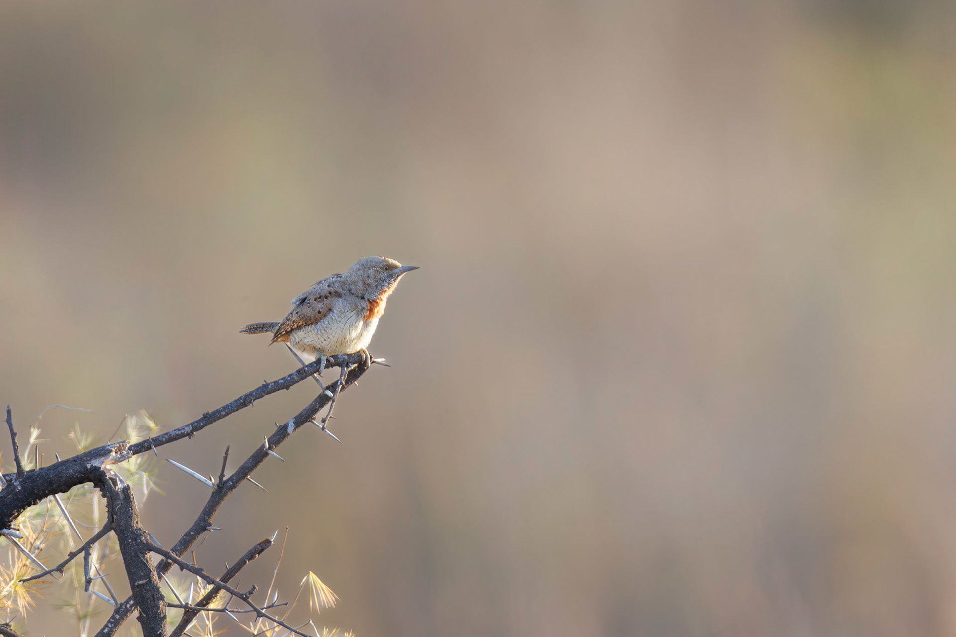 Red-throated Wryneck, Pretoria, South Africa