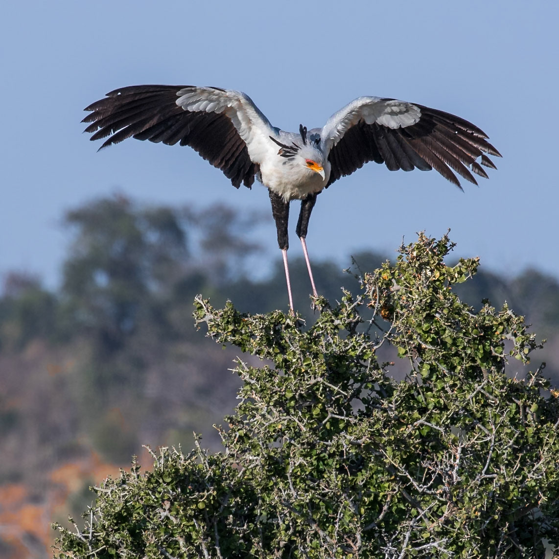 Secretarybird
