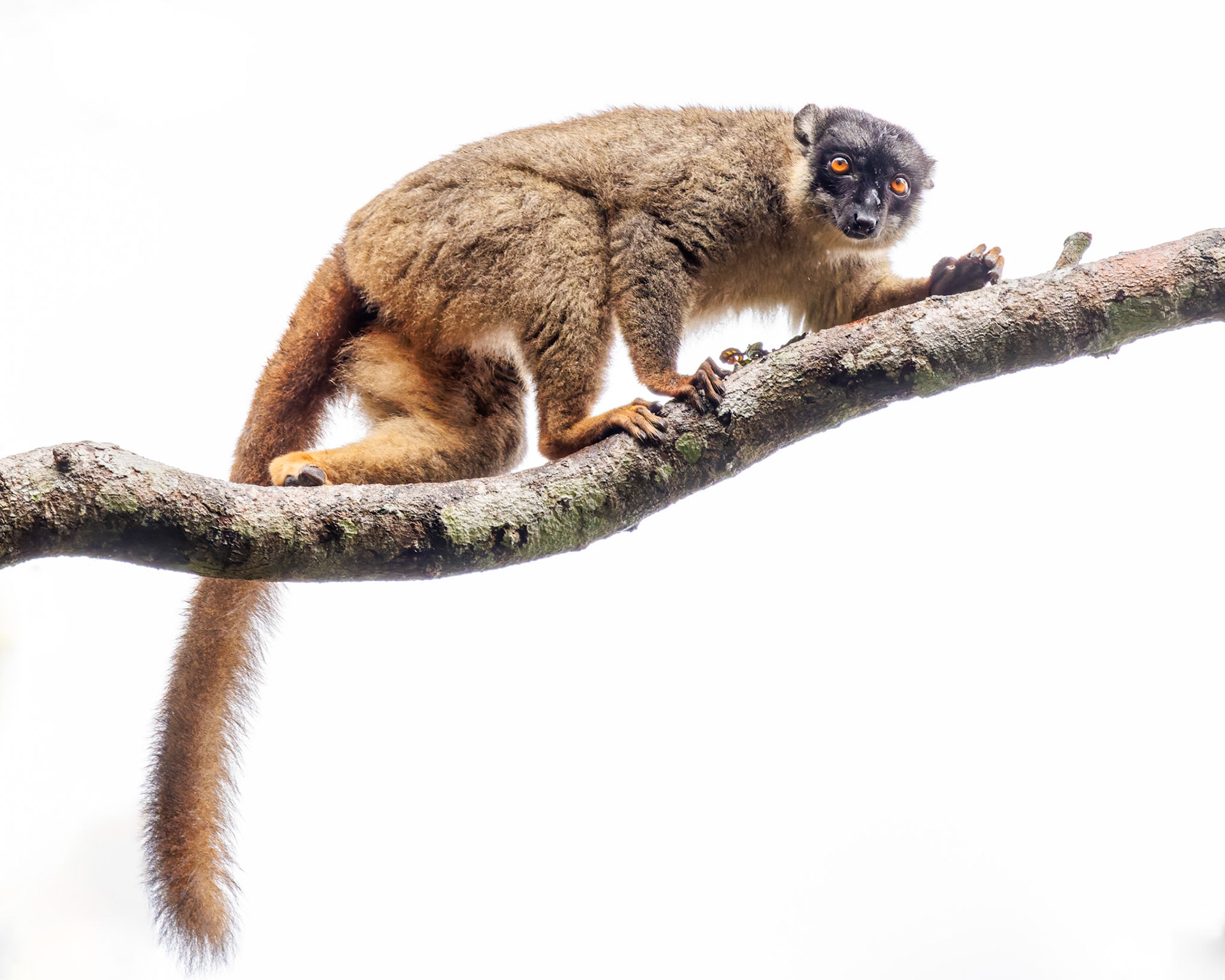 Brown Lemur