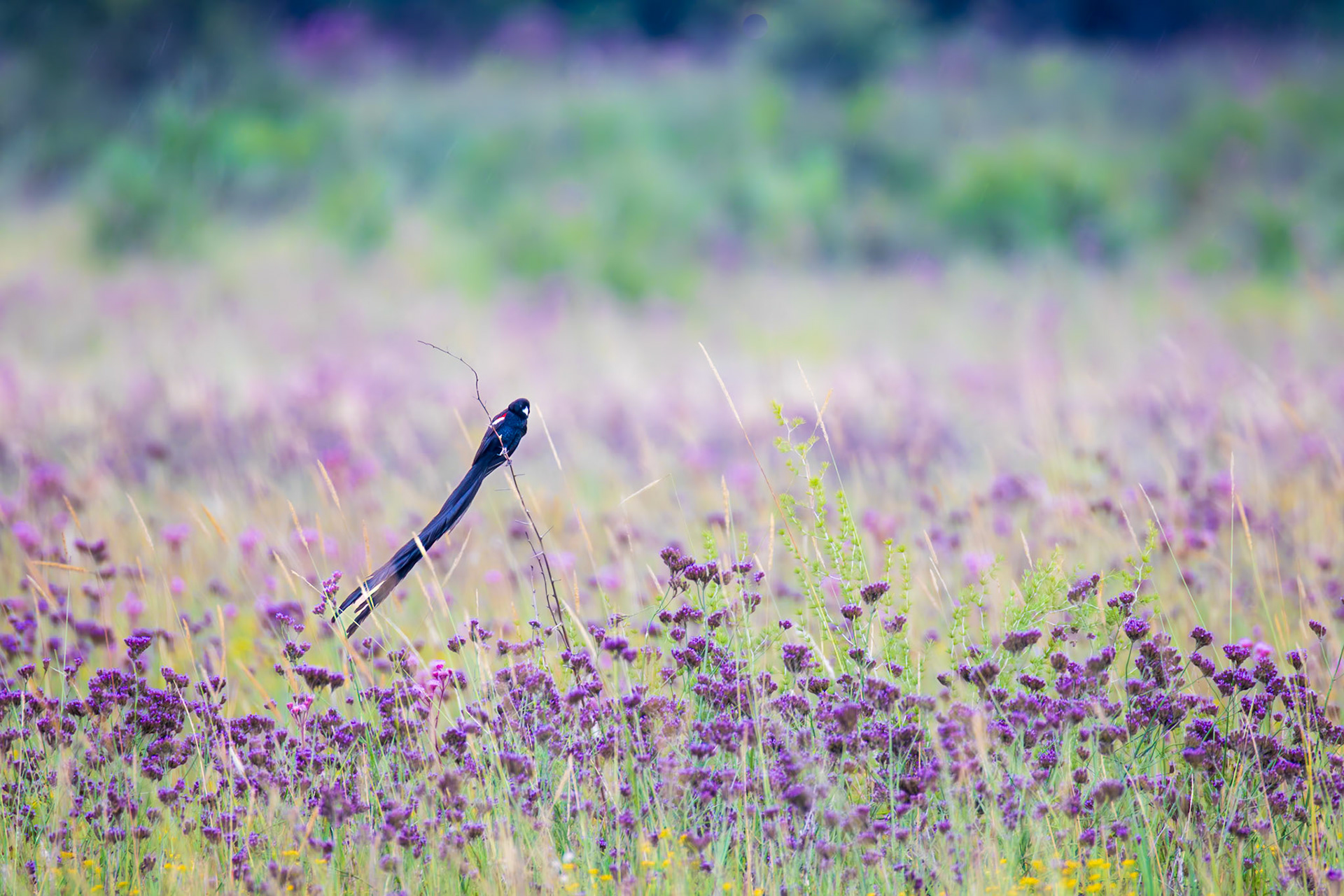 Long-tailed Widowbird