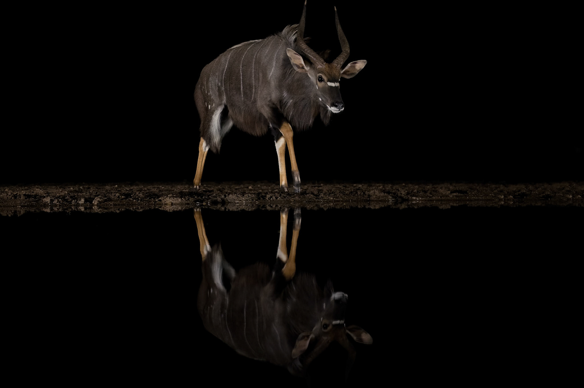Nyala