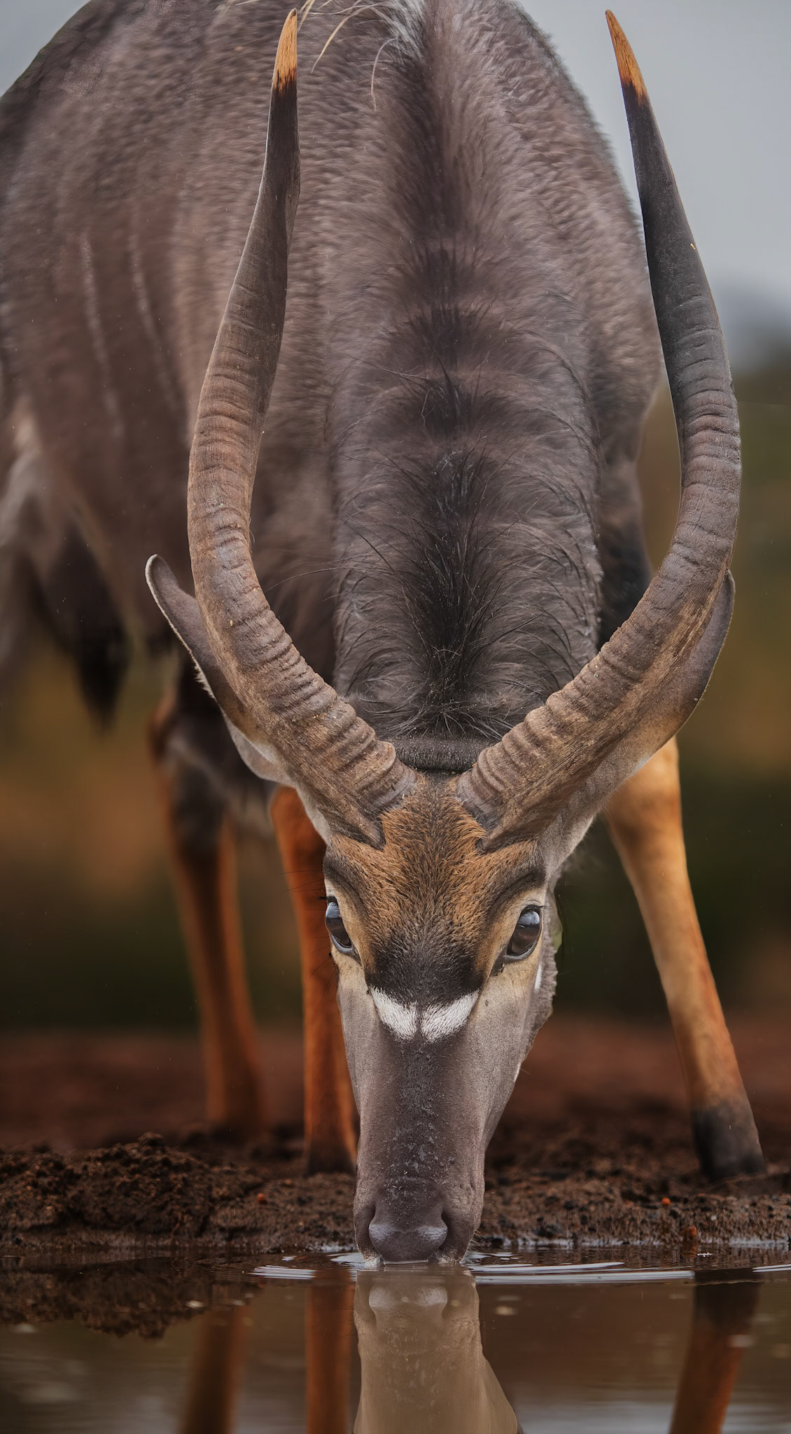 Nyala