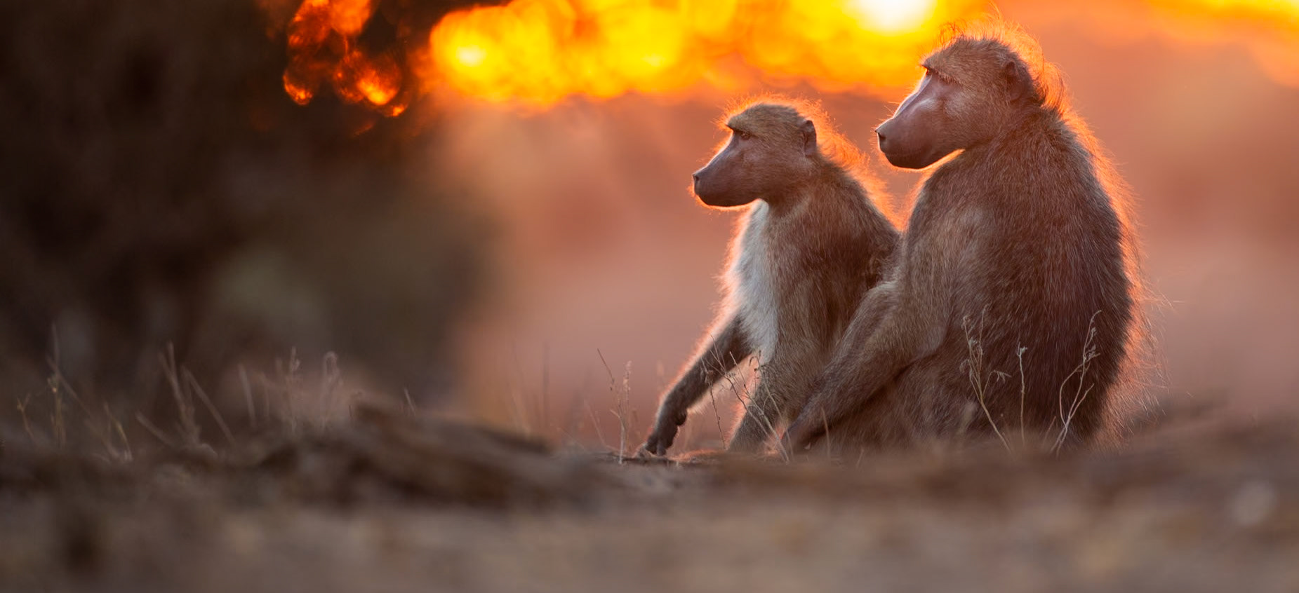 Mashatu Botswana, Chacma Baboon