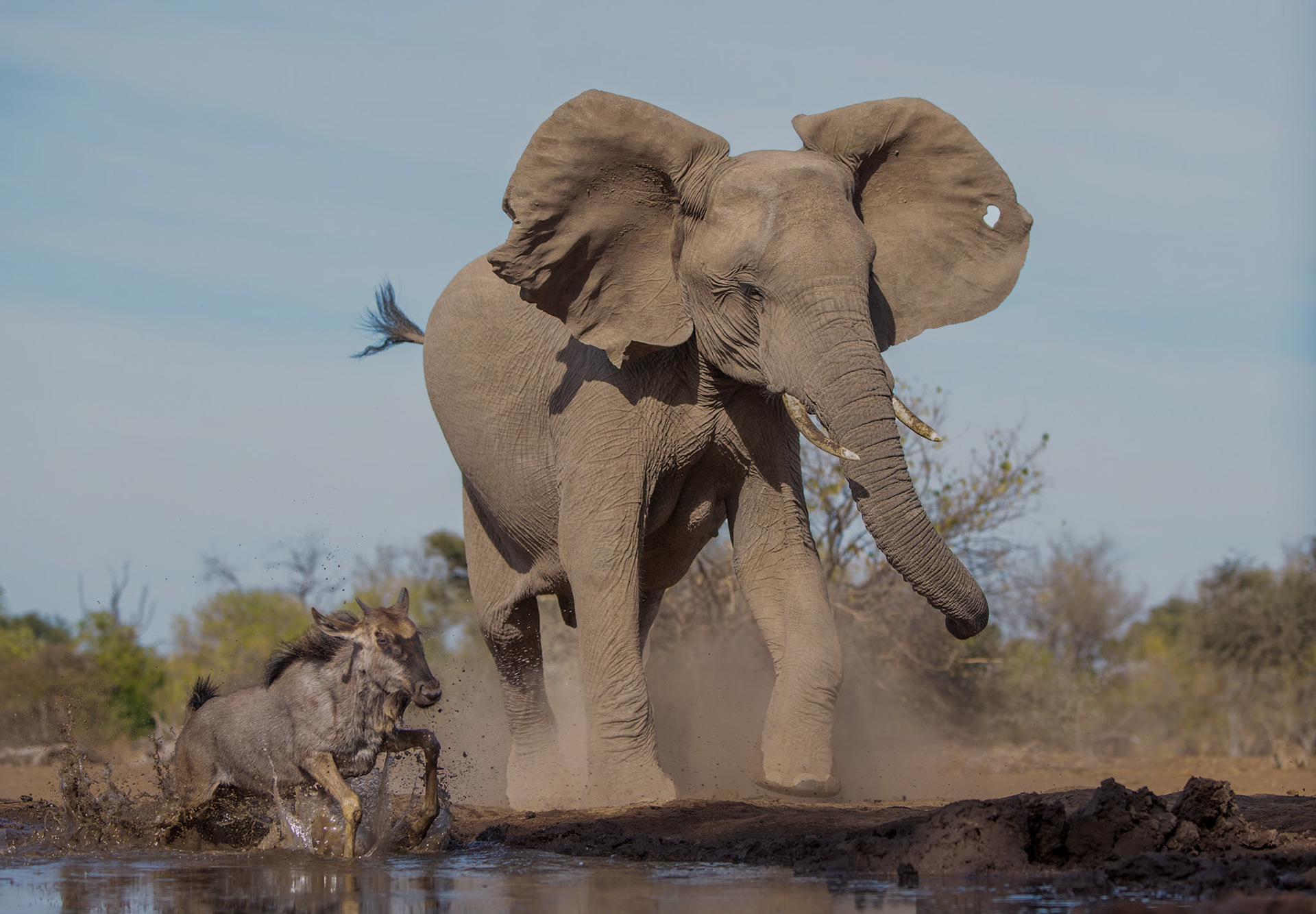 Mashatu Botswana