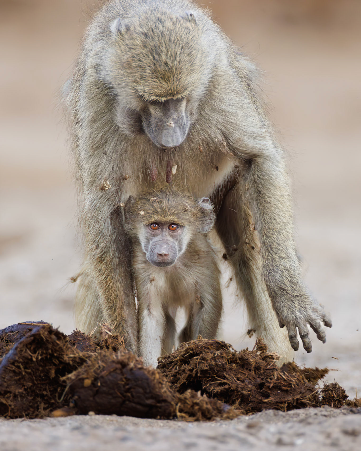 Chacma Baboon, Zimbabwe