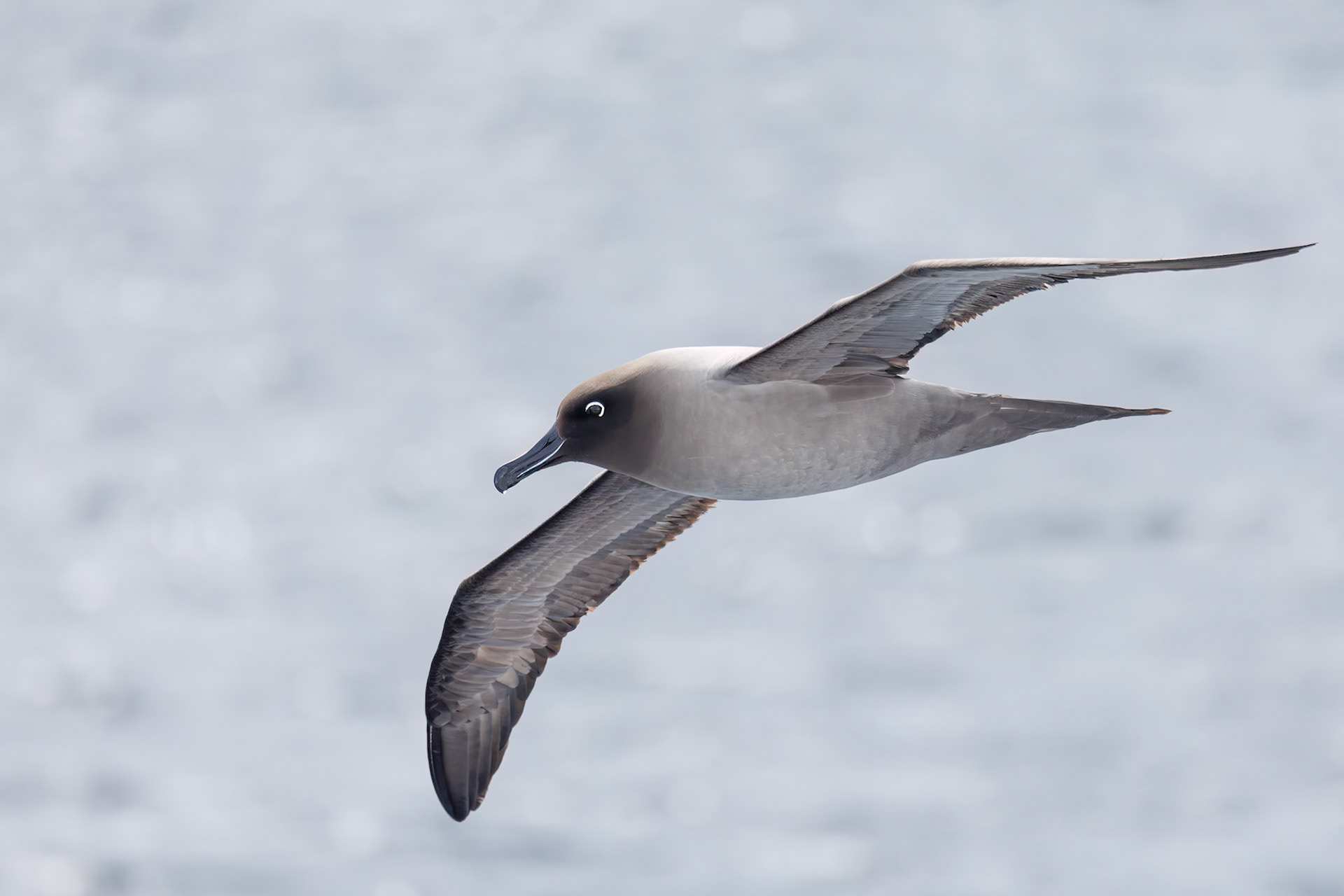 Light-mantled ALbatros