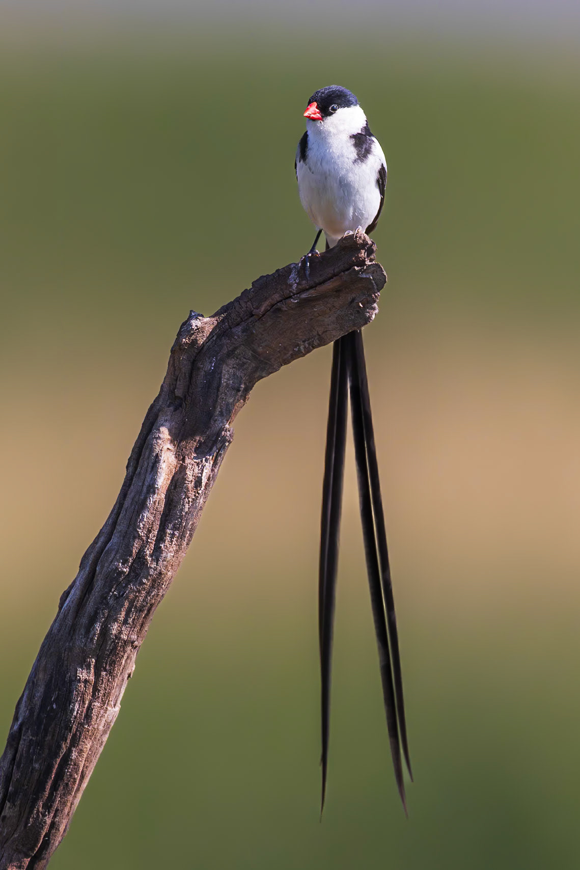 Pin-tailed Whydah