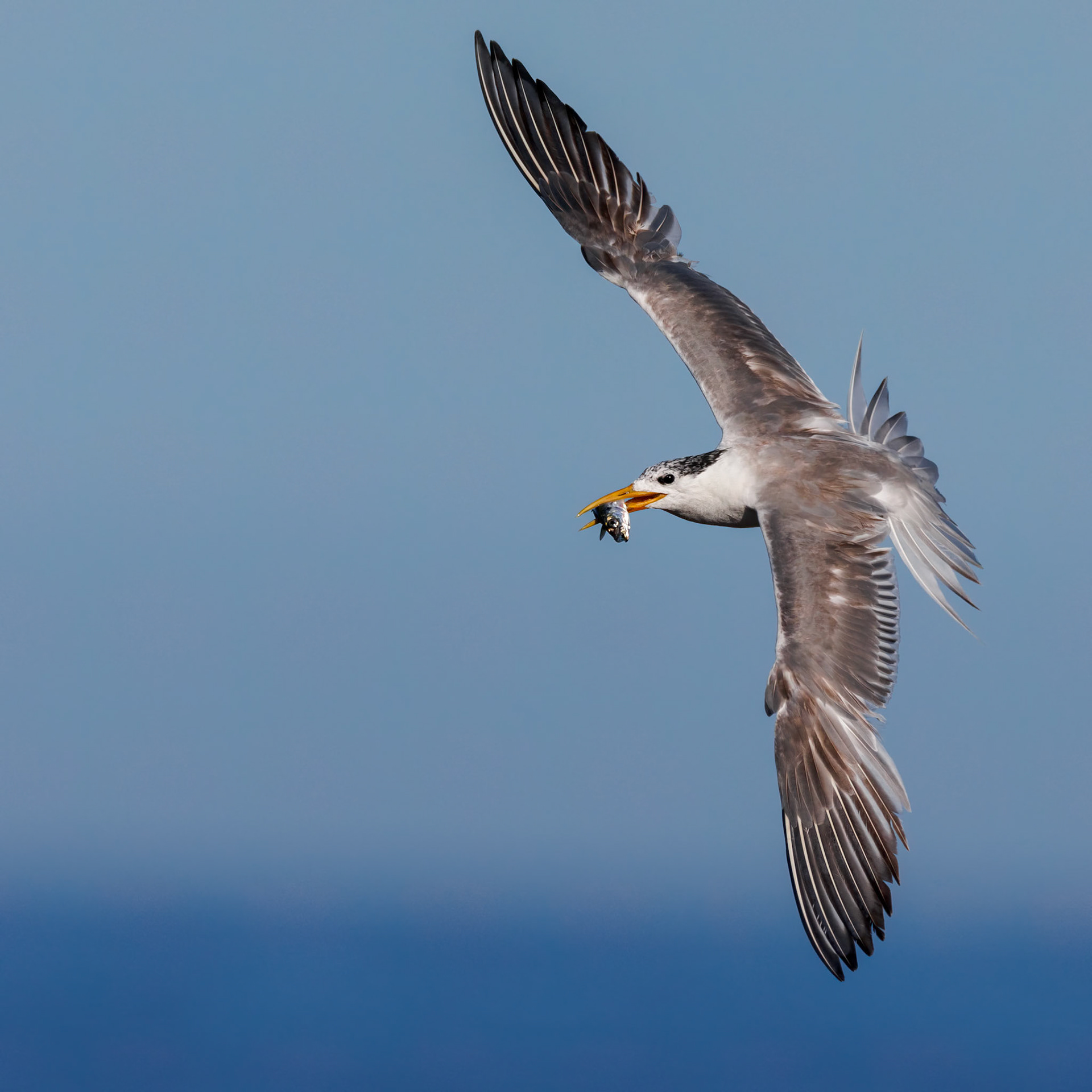 West Coast, South Africa