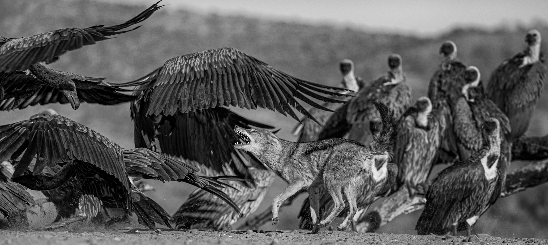 Furious Feeding
