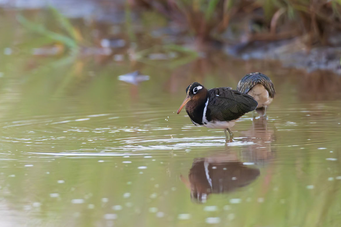 Greater Painted Snipe