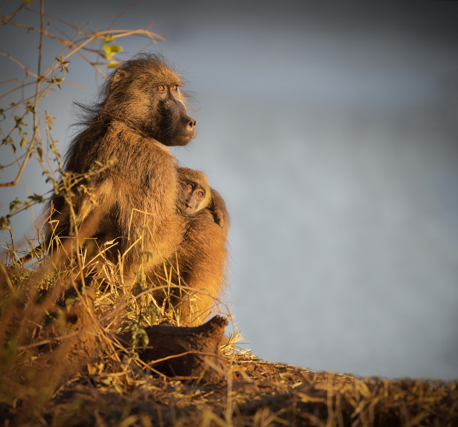 Chacma Baboons,Pafurie, Kruger National Park, South Africa