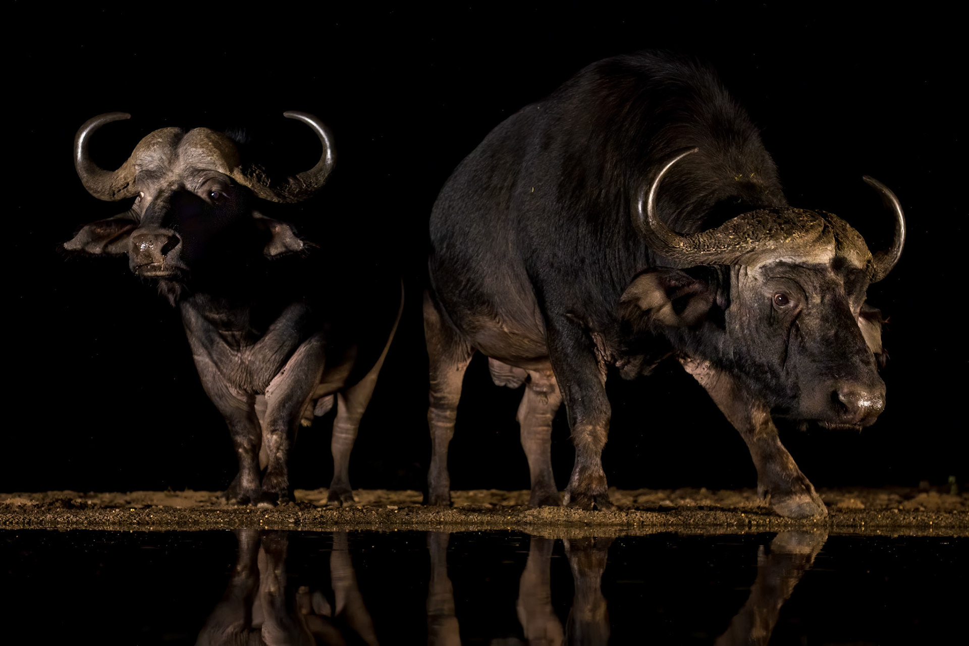 Cape Buffalo, Zimanga, South Africa