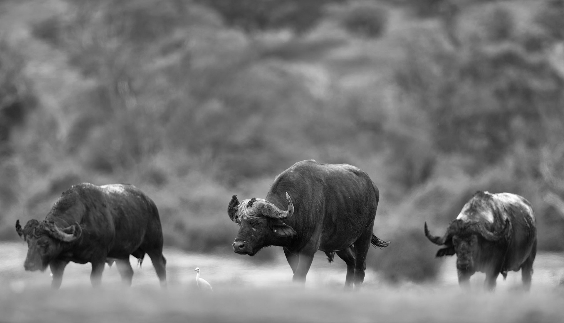 Chobe National Park, Botswana