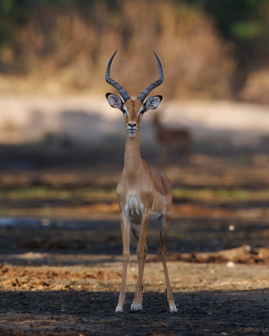 Chitake Springs, Mana Pools, Zimbabwe