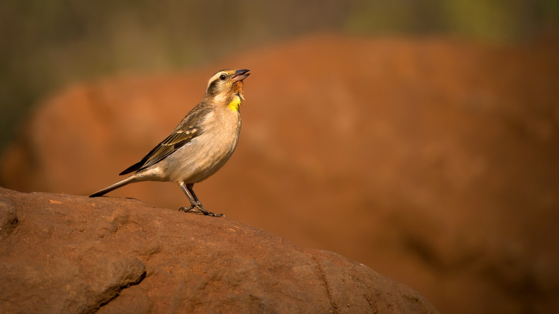 Yellow-troated Bushsparrow