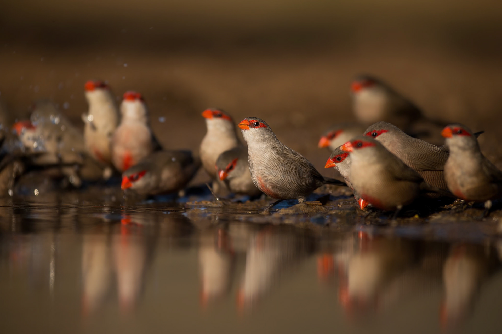 Common Waxbill