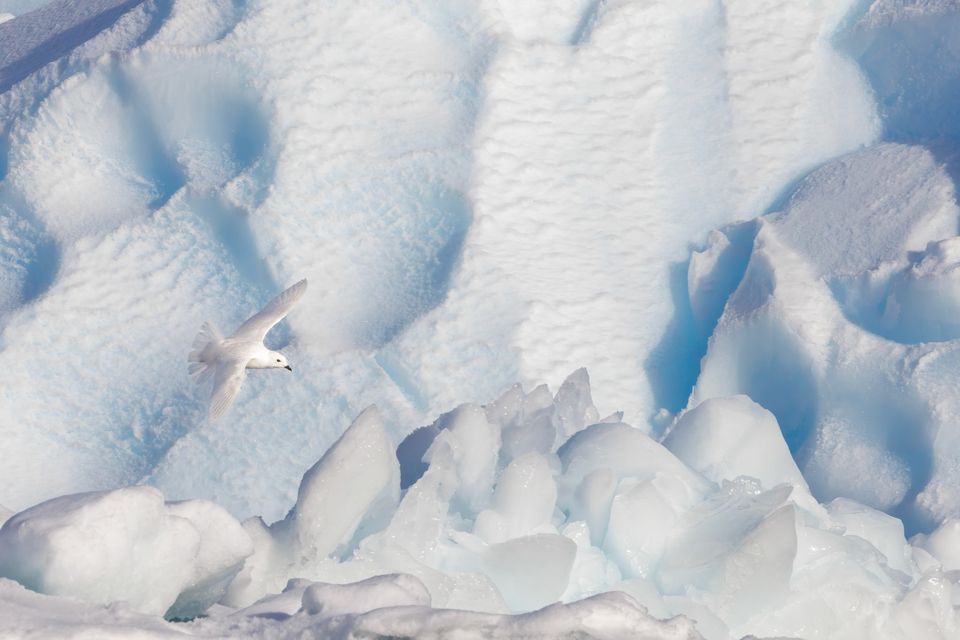 Southern Oceans, Antarctica Snow Petrel