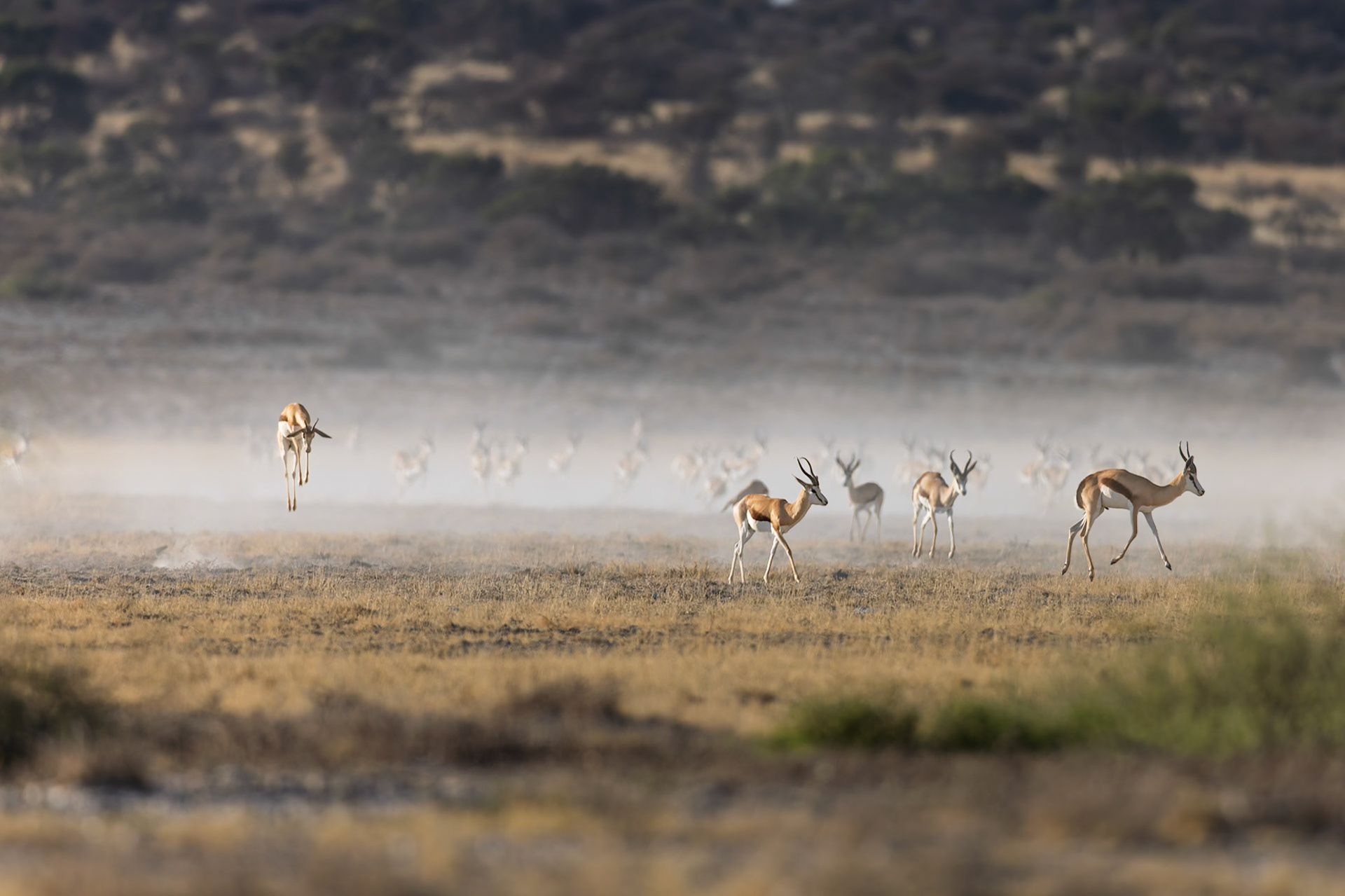 Springbok in the Kalahari Dessert, South Africa