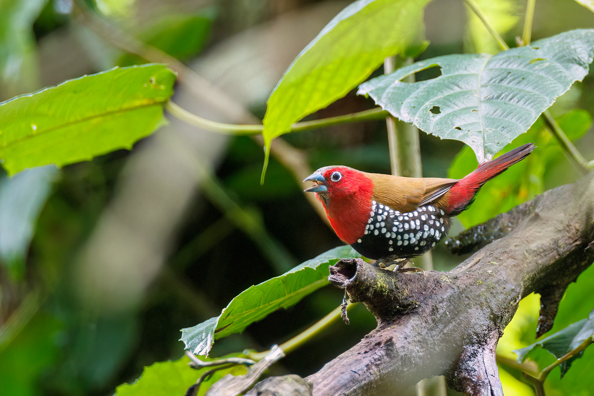 Red-throated Twinspot
