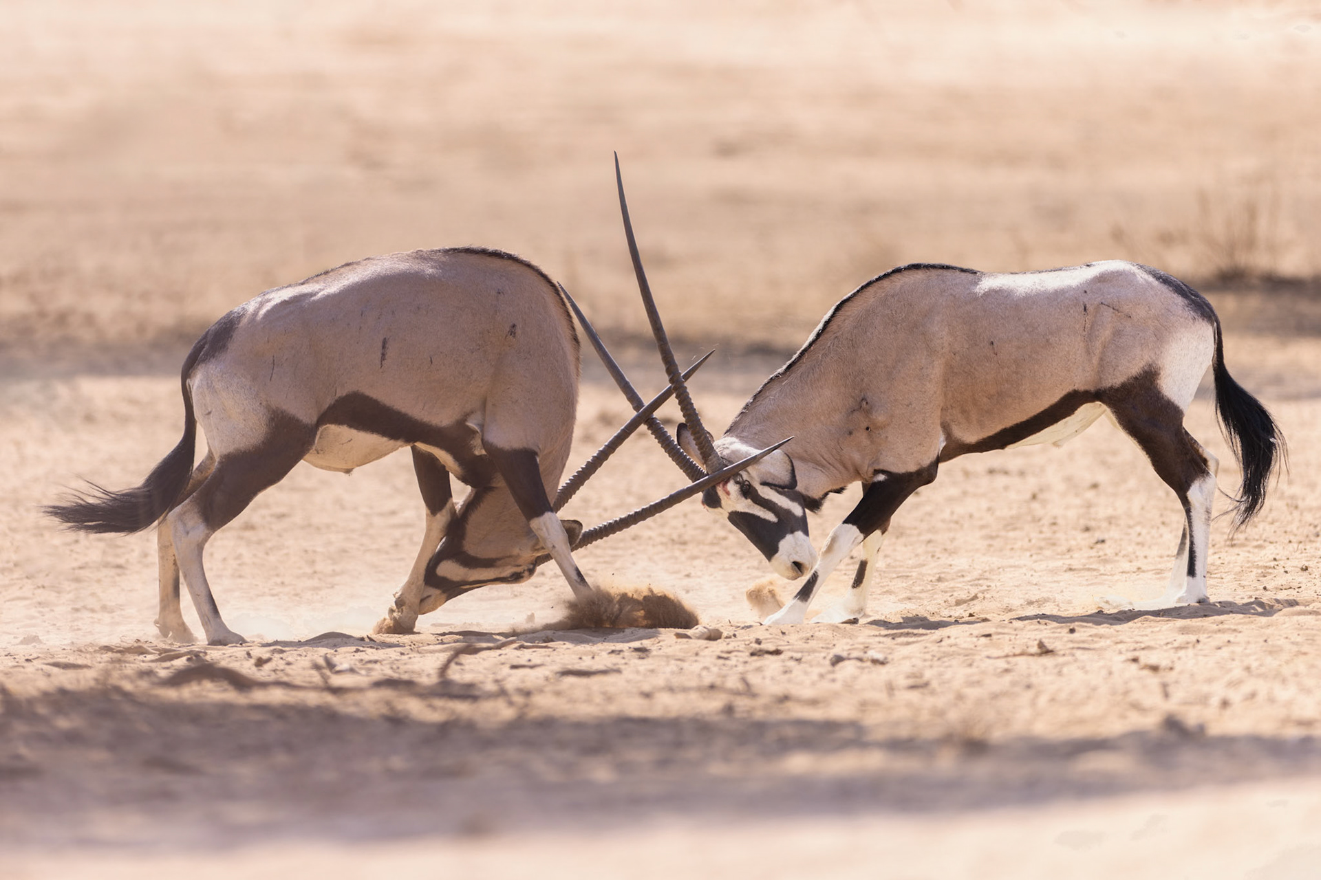 Oryx in the Kgalagadi National Park, South Africa
