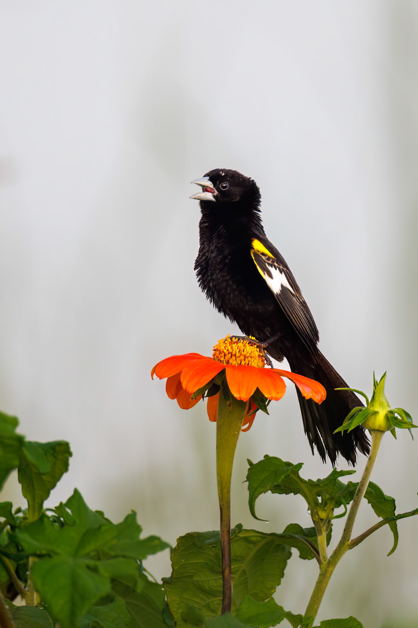 White-winged Widowbird