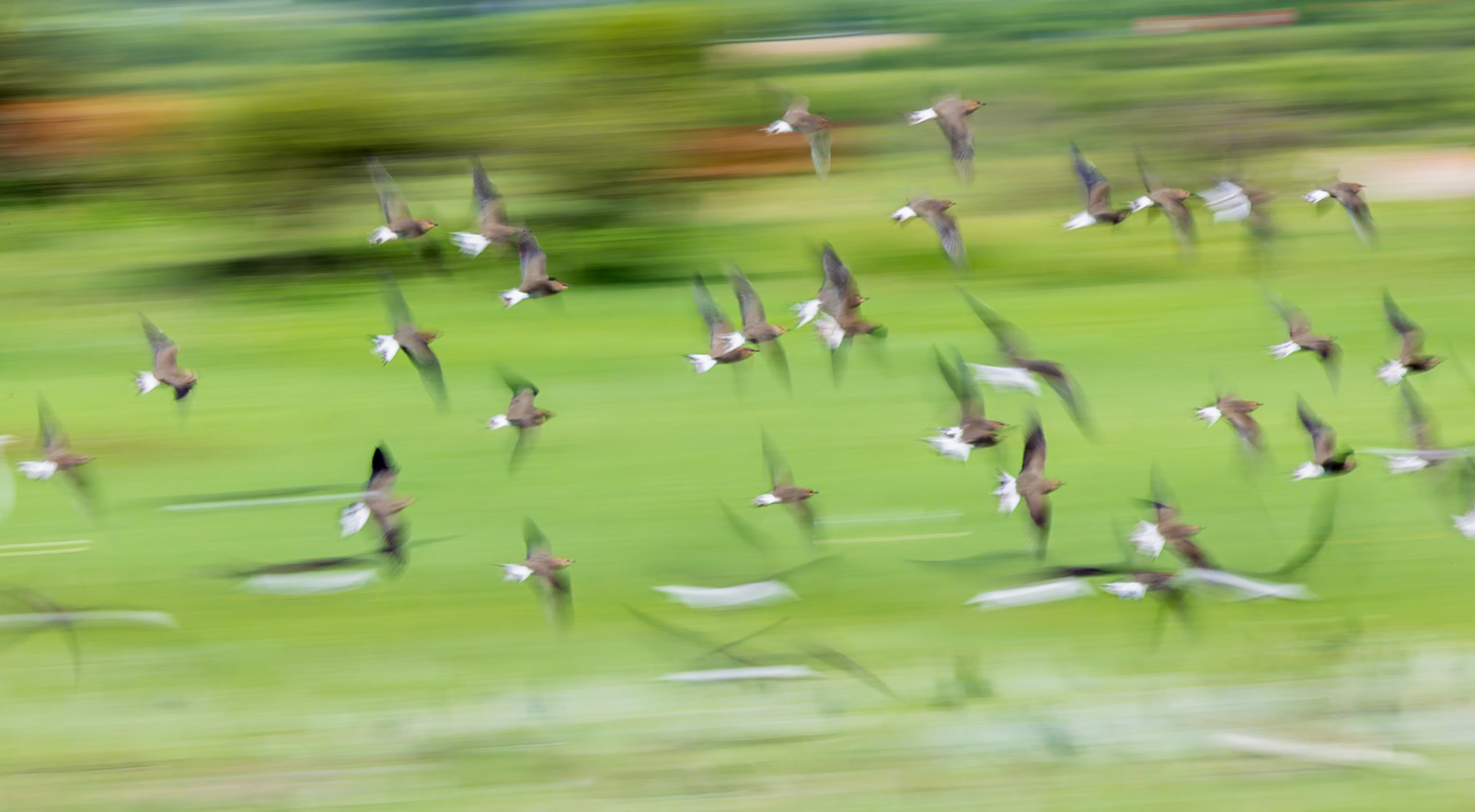 Pratincoles in Flight