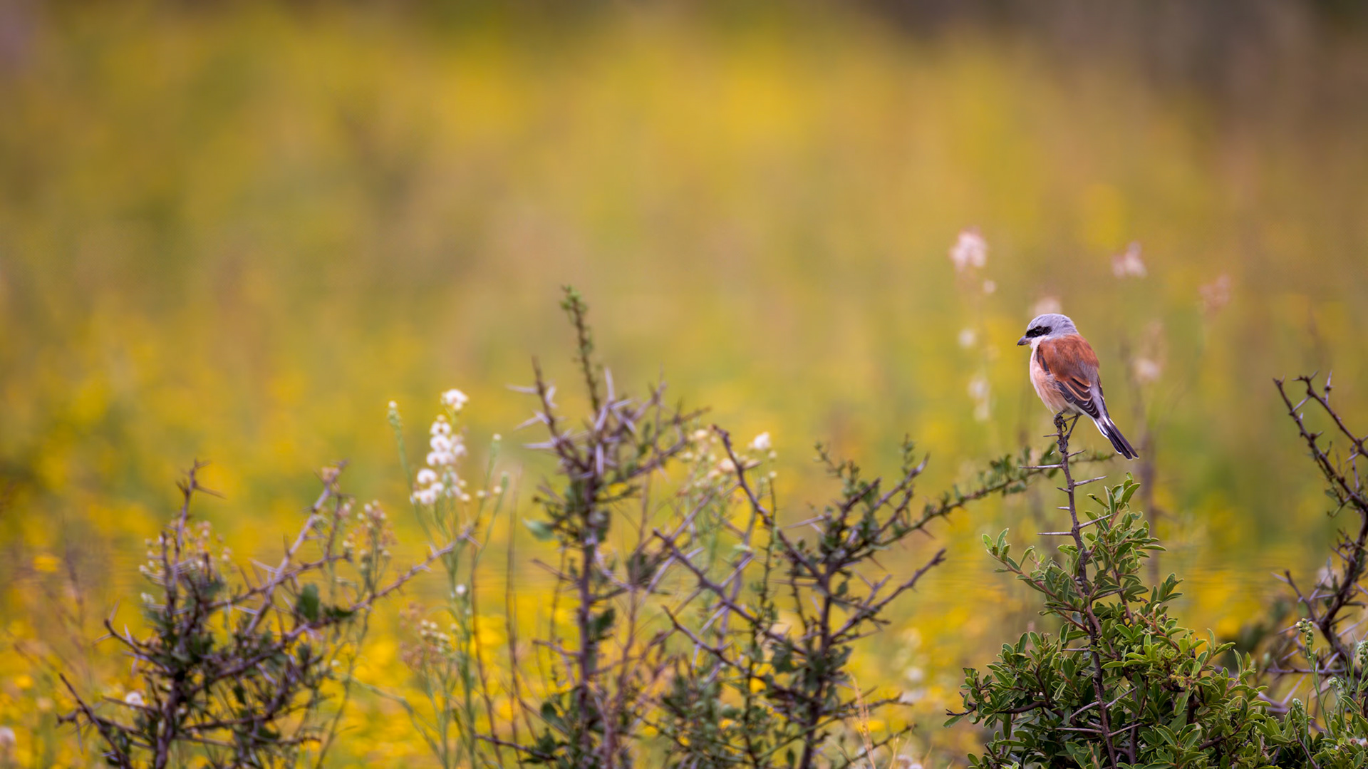 Wild Flowers and a Bird, Red-backed Shrike, South Africa