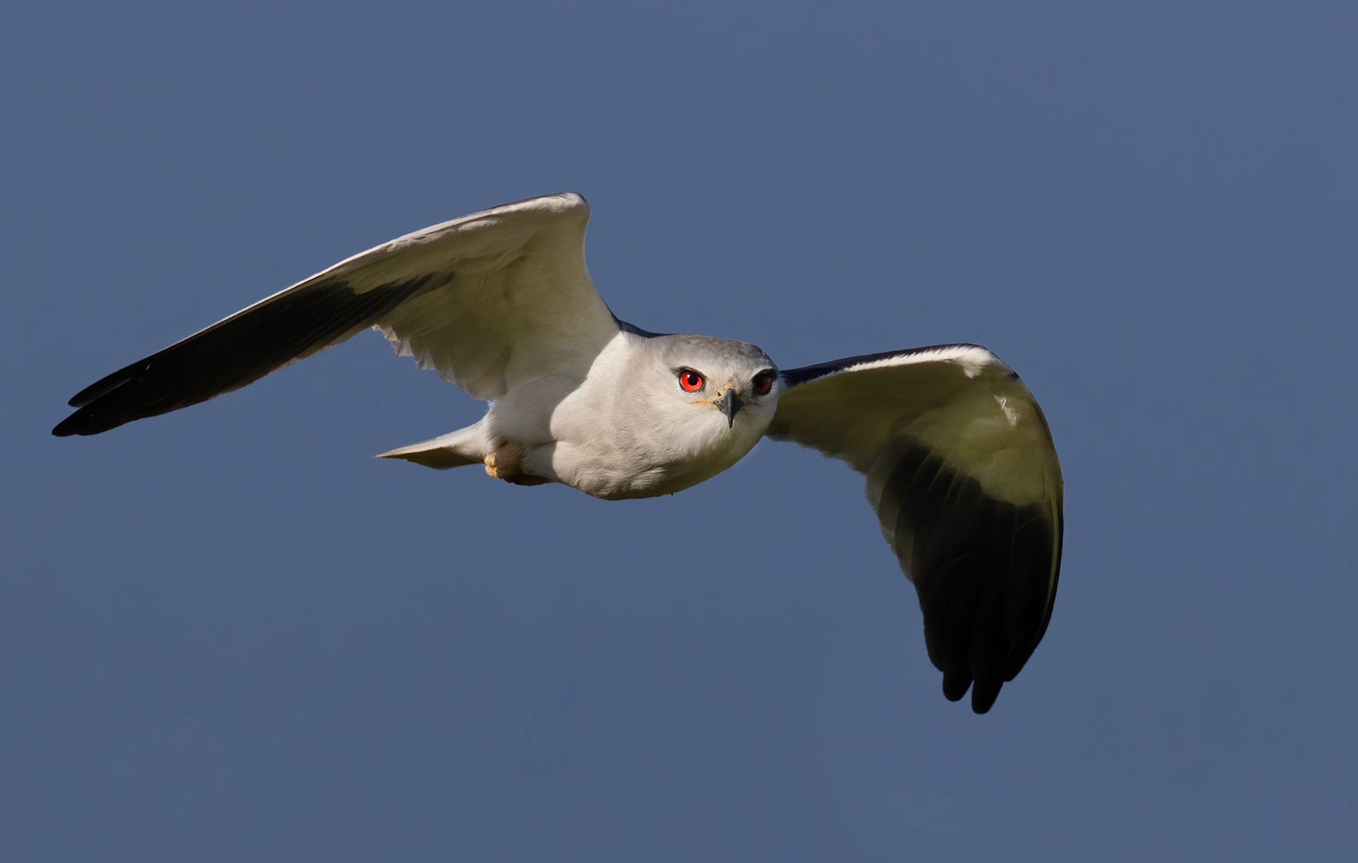 Black-winged Kite