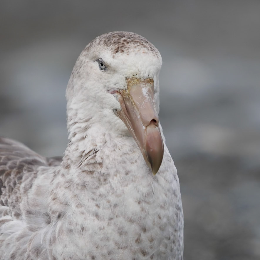 Northern Giant Petrel