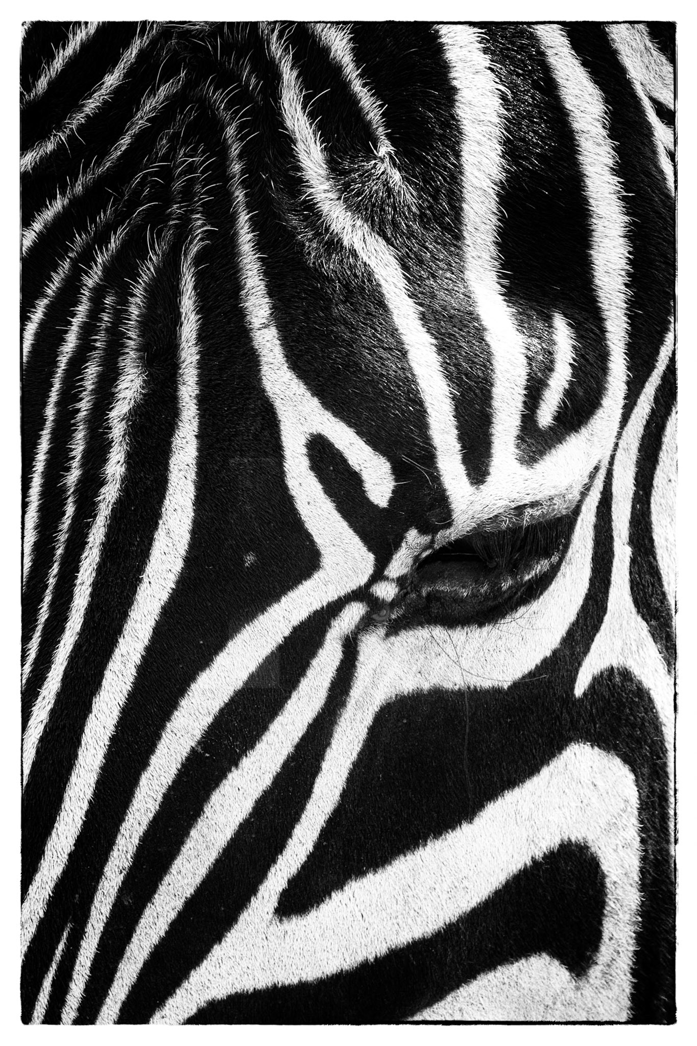 Serengeti National Park, Tanzania