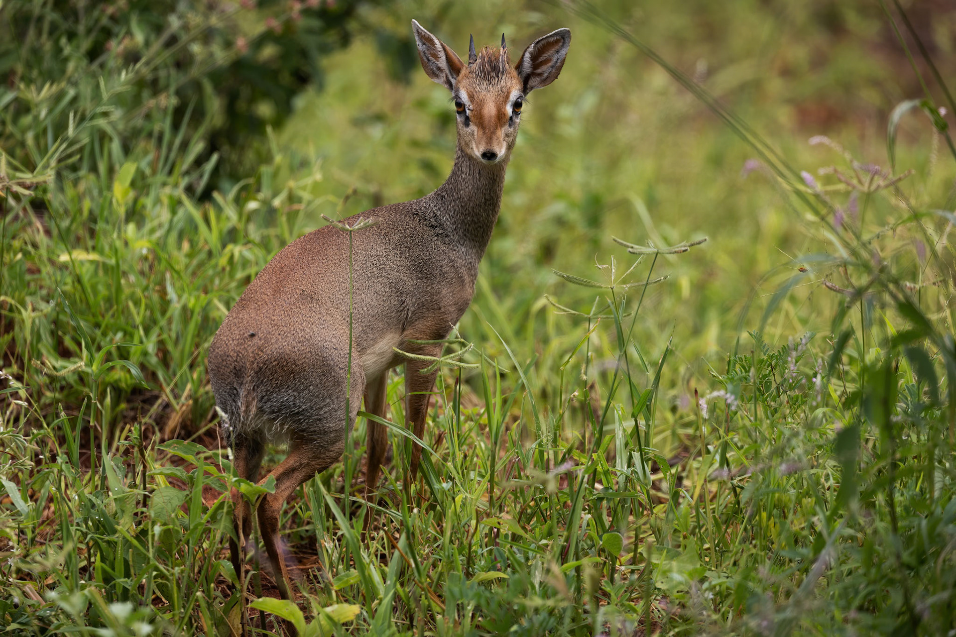 Dikdik