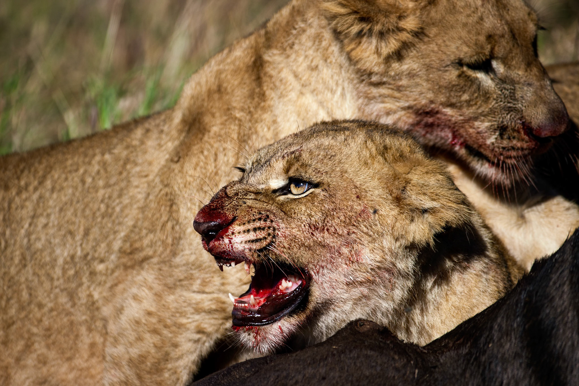 Rivalry