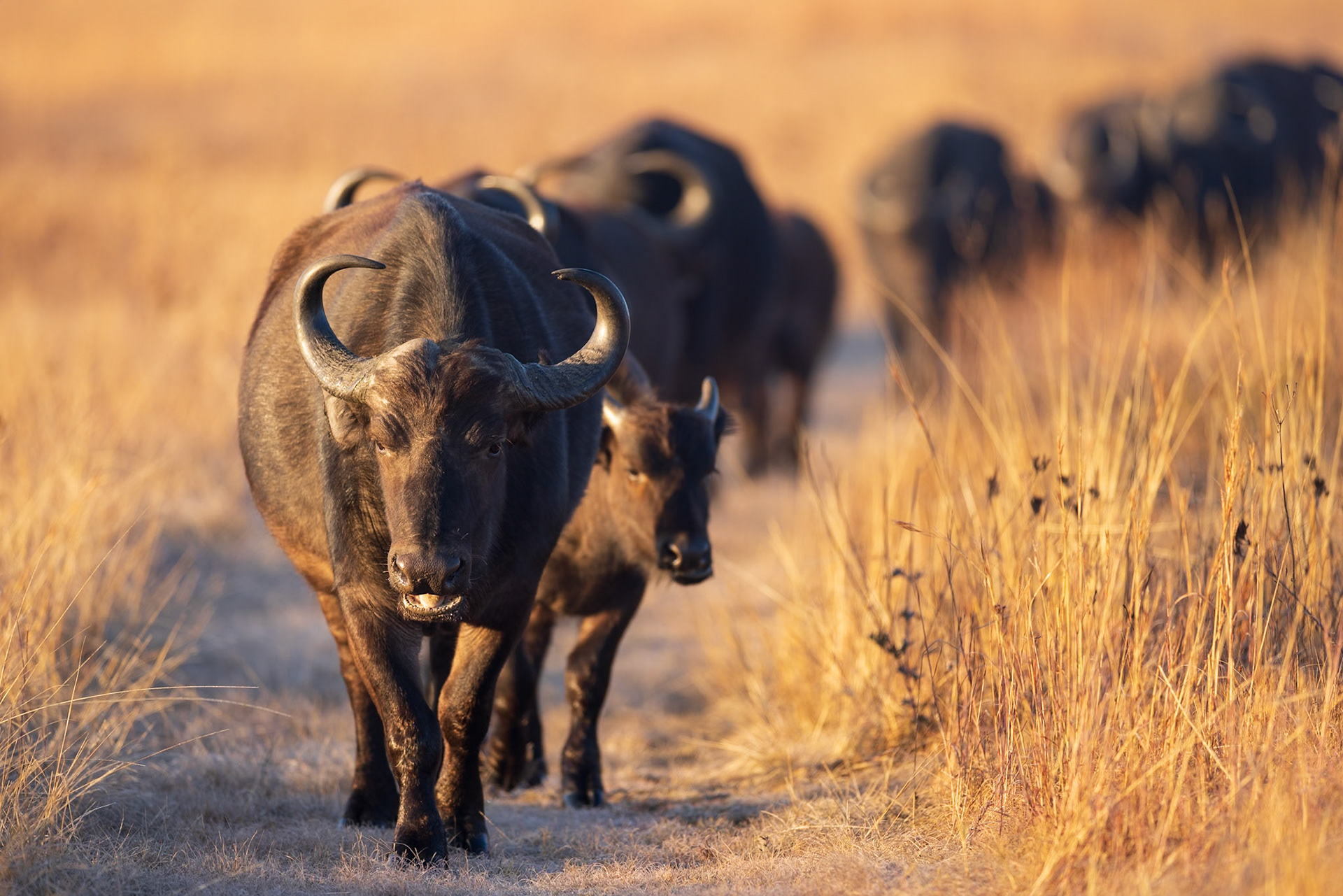 Inner City GAme Reserve, Pretoria, SOuth Africa
