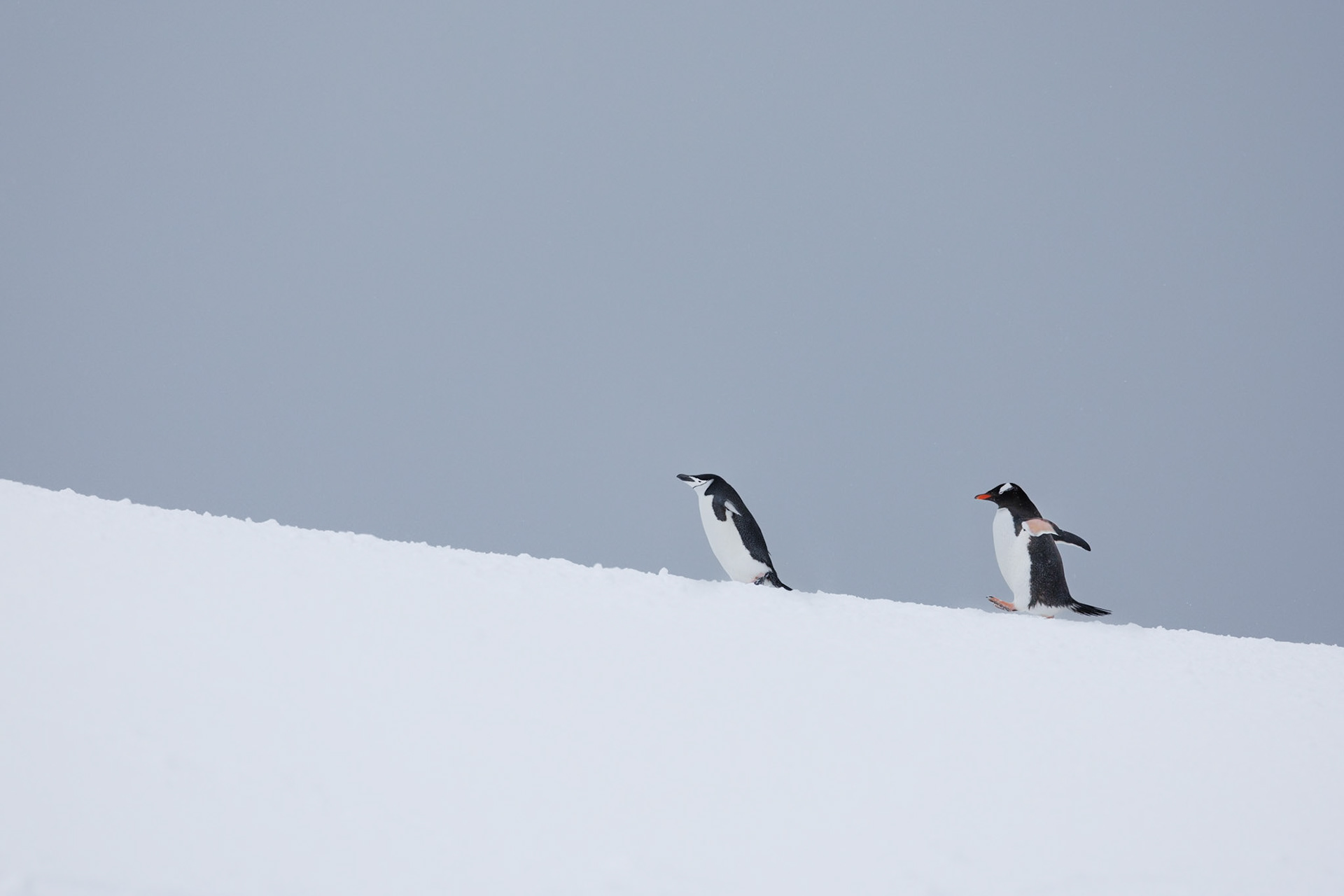 Antarctica, Southern Oceans